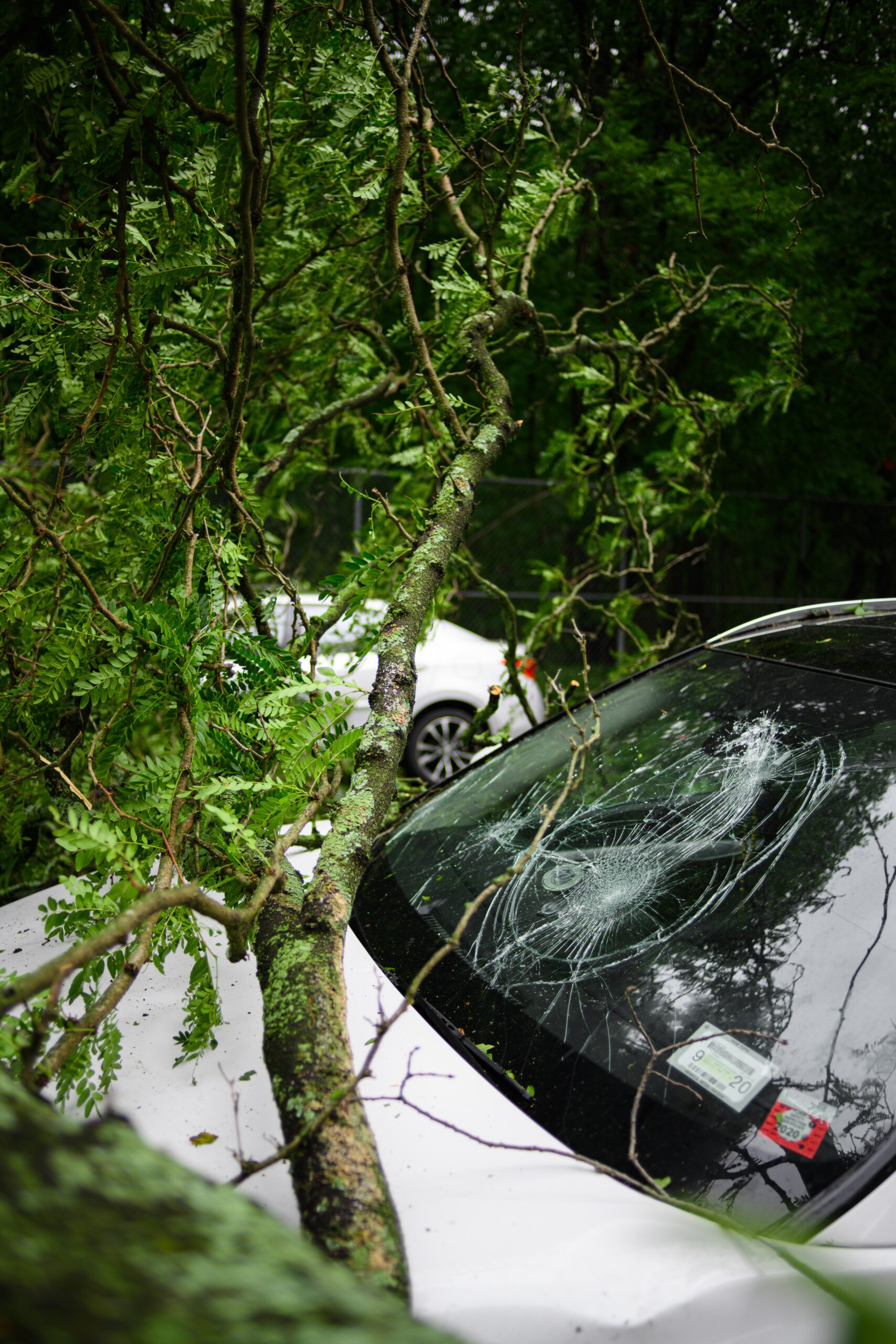 car crashing into a tree